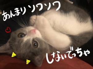 あんまりソワソワしないでちゃ♡